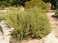 Muflier - Antirrhinum glutinosum (A. hispanicum) (en Corse) (01) (Photo F. Mrugala)